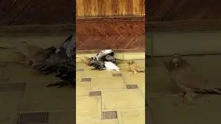 Голуби Русланбека! Чечня.