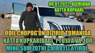 ODIL CHOPOG'ON  1 TUYYA 300 MING SUM ZOTNI CHIROYLI AYIRDI. SURXONDARYO QIZIRIQDA KATTA KUPKARI.