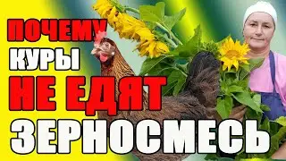 Почему куры НЕ ЕДЯТ зерносмесь? Как правильно приготовить зерносмесь.