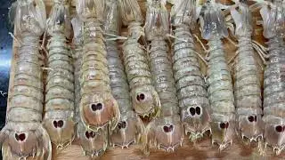 Mantis Karidesi (kerevit) / Креветка-богомол / Mantis Shrimp - 4K