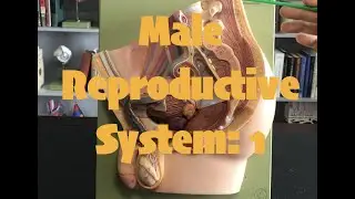 Male Reproductive System: 1