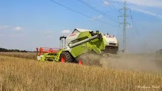 Claas Tucano 450 | Sklizeň řepky [2016]