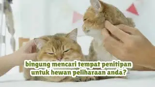 MyAnimolz: Informasi, Adopsi & Penitipan Hewan