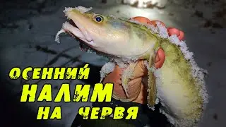 ОСЕННИЙ НАЛИМ.  Ловля Налима на Червя. Рыбалка на реке Иня