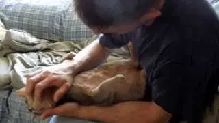 Kitty Luvins