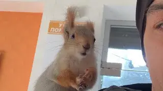 Коротко о том как Белка Чип живет😂🖐️ 