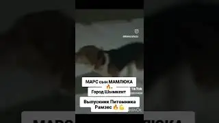 Красавец мощный .Сын МАМЛЮКА 🔥. Выпускник Питомника Рамзес 