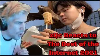 xQc reacts to the best of the internet 2021 | xQc reacts to Daily Dose Of Internet