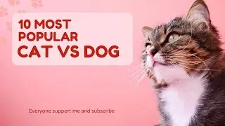most popular/cat/ enjoy to funny video