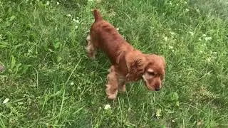 Прогулка с Англ. Кокер Спаниелем 5 месяцев / Walking with English Cocker Spaniel 5 months