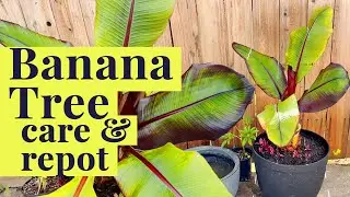 These Repotting Tips Will Make Your Banana Trees Explode!