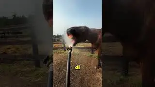 Why do horses stop drinking water?