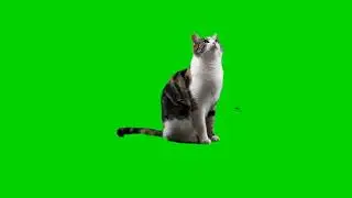 Green Screen Cat cute Free