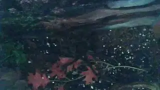 Tarantula Feeding Video 6
