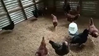 2023 FARM UPDATE,CHICKENS