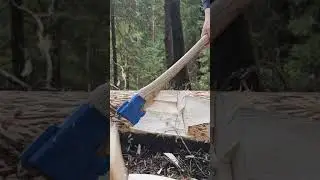 Billnas 1132 на осине. 