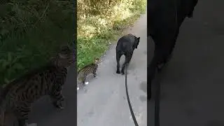 Кот гуляет с Собакой! 😀 #канекорсо #dog #canecorsolove #canecorso
