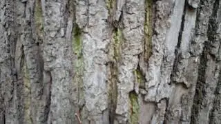 BQ Strike Forward test video