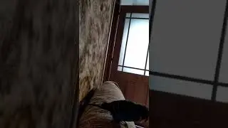 Попугайчик
