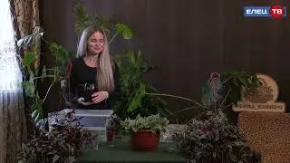 Традесканция зебрина и альбифлора.