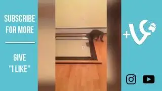 Try Not To Laugh (Funny Cats) IMPOSSIBLE CHALLENGE #10 - Best Vine Global