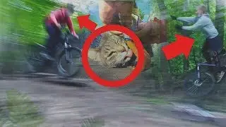 Кормим уличных котов | Школьник упал с горы