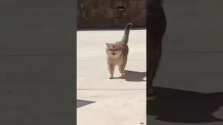 Meow