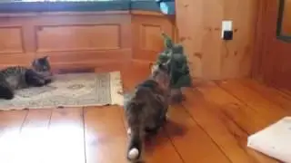 Cat Funny Scared / Кот смешно испугался