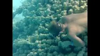 Коралл и сине пятнистый скат