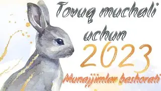Tovuq muchali uchun Munajjimlar bashorati 