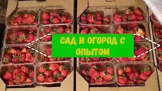 КАК ПРАВИЛЬНО ПОДГОТОВИТЬ ГРЯДКУ ПОД ПОСАДКУ КЛУБНИКИ ВНЕСЕНИЕ УДОБРЕНИЙ ОБЕЗЗАРАЖИВАНИЕ  ВИДЕО №1