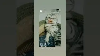 Funniest Cats 😹 - Don't try to hold back Laughte#don cat#shorts