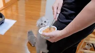 It's cute to see kittens who can't wait to eat and climb onto their owners' legs.
