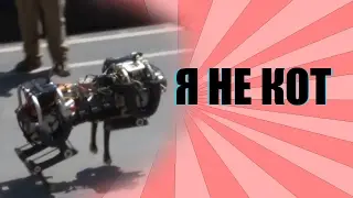 Истории роботов: Немного о котах; +конкурс (много мата)