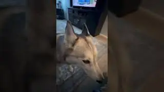 Dramatic Husky Farts