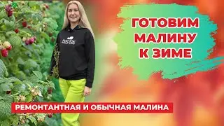 Как подготовить малину к зиме | Малина осенью | Работы в саду | Питомник Росток