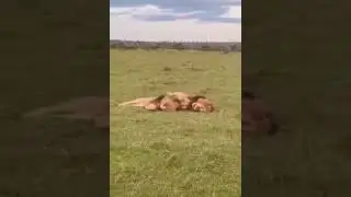 True LIONS Cuddle