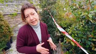Piante da siepe, la EUGENIA MYRTIFOLIA