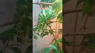 Йеменский хамелеон
