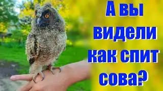 Как спит домашняя ушастая сова? Забавное видео.