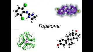 Гормоны , для чего они нужны ? !!! чат рулетка 