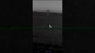 охота на волка.МЕСТЬ ЗА БЫЧКА! 