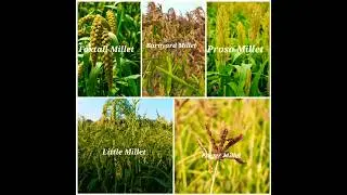 Agriculture Farm Visit #agriculture #latest #viral #shuats #tranding #icar #agri #new #crops #millet