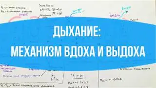 ДЫХАНИЕ: Механизм вдоха и выдоха // Разбираемся с давлением
