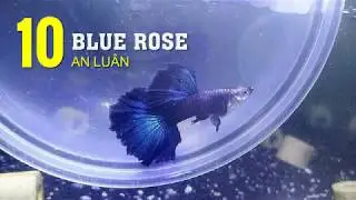 Top 10 Most Beautiful Guppy Fish #1 - LuckAqua