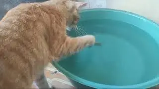Cireng .Aqila dan Kumiko main ikan tapi pada takut air #catvideos #cutecat #funny cat