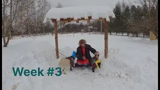 COWBOY BLOG week #3 Расчистка мини-хорсов. Бой с коровой. Покатушки на лыжах и санках.