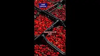 Збір черешні Дніпро
