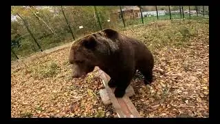 Медведь фотомодель!  Или как проходит съёмка Мансура на календарь?