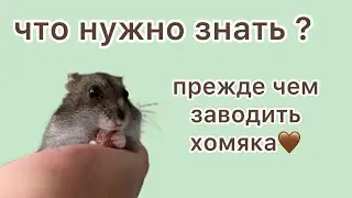 What do you need to know before getting a hamster?🤎🤎🤎￼
